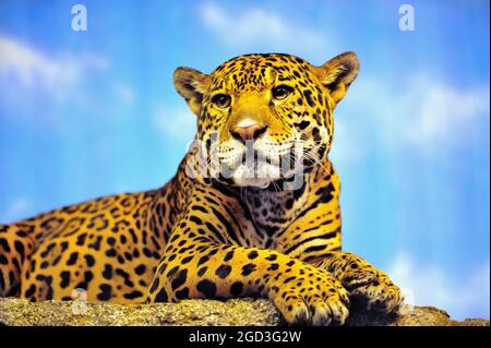 Chicago, Illinois, États-Unis. En regardant d'un haut perchoir une jaguar (panthera onca), vous pourrez admirer le zoo de Lincoln Park, qui ressemble à un chat. Banque D'Images