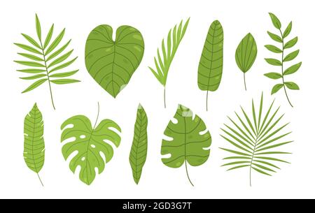 Ensemble de feuilles tropicales isolées sur fond blanc. Palmier, monstère, feuilles de banane, philodendron et autres. Illustration vectorielle dessinée à la main dans un style de dessin animé. Parfait pour les cartes, les décorations, les invitations Illustration de Vecteur