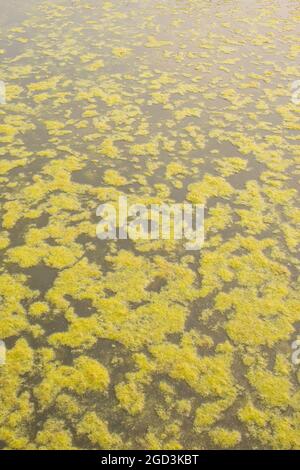 Algues colorées sur l'eau, Pune, Maharashtra, Inde Banque D'Images