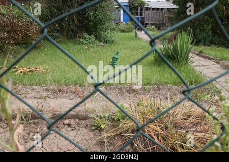 Altenburg, Allemagne. 02 août 2021. Un gnome de jardin verdoyant se trouve dans un ancien jardin surcultivé dans le complexe de jardins 'Einheit'. Alors que dans les grandes villes, un boom des jardins d'allotement a récemment commencé, en particulier chez les jeunes, il y a de moins en moins de jardins d'allotissement dans tout le pays à long terme. (À dpa : « plus de places libres dans les jardins d'allotement - tendance inversée par Corona ? ») Credit: Bodo Schackow/dpa-zentralbild/dpa/Alay Live News Banque D'Images