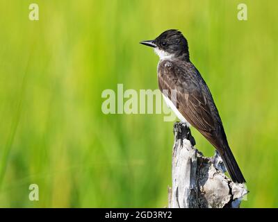 Kingbird de l'est debout sur un arbre mort Banque D'Images