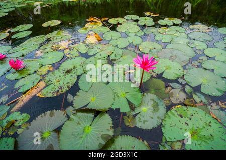 Belle fleur de lotus dans le lac long une province sud du Vietnam Banque D'Images