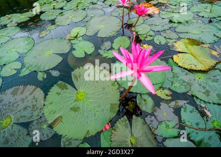 Belle fleur de lotus dans le lac long une province sud du Vietnam Banque D'Images