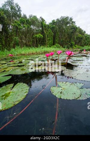 Belle fleur de lotus dans le lac long une province sud du Vietnam Banque D'Images