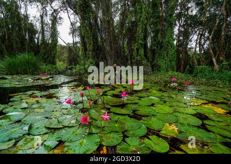 Belle fleur de lotus dans le lac long une province sud du Vietnam Banque D'Images