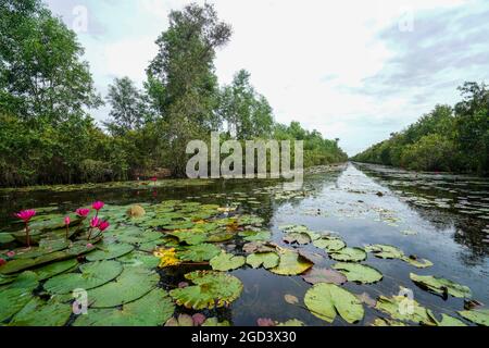 Belle fleur de lotus dans le lac long une province sud du Vietnam Banque D'Images