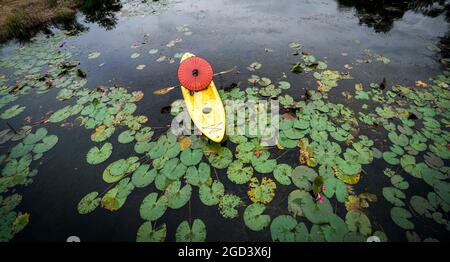 Belle fleur de lotus dans le lac long une province sud du Vietnam Banque D'Images