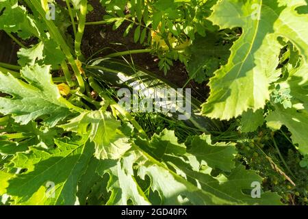 Une femme récolte des courgettes dans le jardin. Ferme de légumes biologiques Banque D'Images
