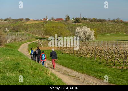 FRANCE, BAS-RHIN (67), BERNARDSWILLER, RANDONNEURS SUR LE CHEMIN KRITTWEG AU MILIEU DU VIGNOBLE AU PRINTEMPS Banque D'Images