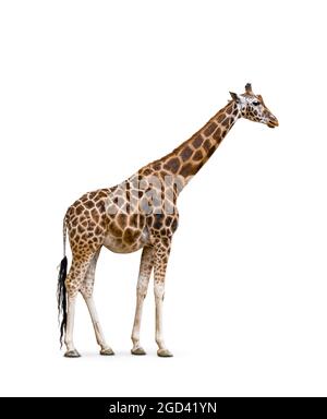 Vue latérale d'une girafe isolée sur fond blanc. Banque D'Images