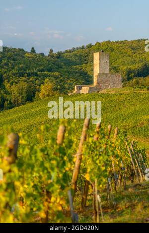 FRANCE, HAUT-RHIN (68), KATZENTHAL, CHÂTEAU DE WINECK DANS LE VIGNOBLE DE KATZENTHAL Banque D'Images