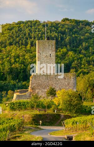 FRANCE, HAUT-RHIN (68), KATZENTHAL, CHÂTEAU DE WINECK DANS LE VIGNOBLE DE KATZENTHAL Banque D'Images