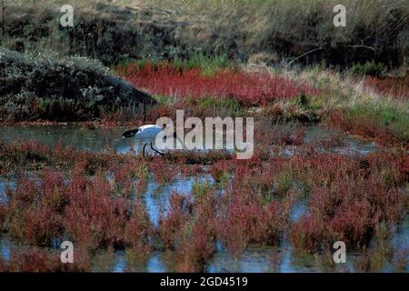 FRANCE, LOIRE ATLANTIQUE(44), PÉNINSULE DE GUÉRANDE, MARAIS SALANTS, UN IBIS SACRÉ, BRETAGNE Banque D'Images