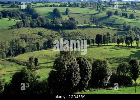 FRANCE. PUY DE DOME (63) PÂTURAGES AUTOUR DE TAUVES DANS LE PARC NATUREL RÉGIONAL DES VOLCANS D'AUVERGNE, AUVERGNE, FRANCE Banque D'Images