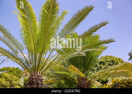 botanique, cycadales (Cycadales), Queen sago (Cycas circinalis), farn, DROITS-SUPPLÉMENTAIRES-AUTORISATION-INFO-NON-DISPONIBLE Banque D'Images