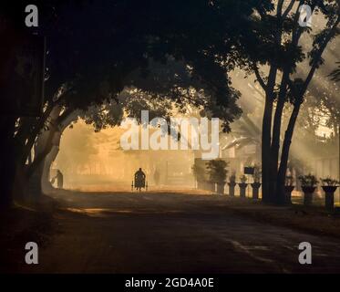 Brume matinale dans la nature avec arbres Banque D'Images