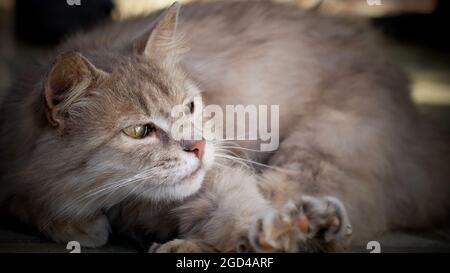 Un chat gris moelleux est au repos. Chat allongé, gros plan. Banque D'Images