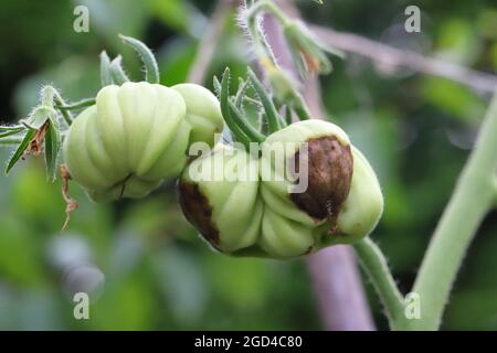 Pourriture supérieure des tomates. Maladie causée par une carence en calcium dans le sol. Banque D'Images