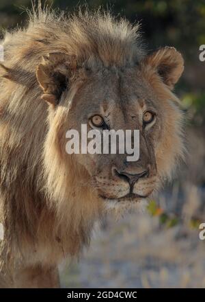 Lion portrait (Panthera Leo) fond noir, mâle regardant dans l'appareil photo. Arrière-plan flou. Parc national d'Etosha, Namibie, Afrique Banque D'Images