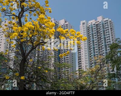 Logement public à Hong Kong Banque D'Images