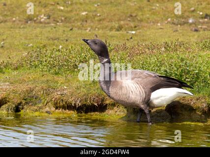 Bernache cravant à ventre foncé (Branta bernicla) eau potable pour adultes Banque D'Images