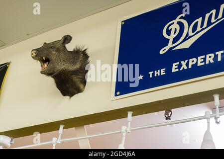 La tête de taxidermie farcie, morte et montée d'un sanglier est suspendue dans un magasin d'articles de sport à Fairbanks, en Alaska. Banque D'Images