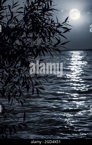 Pleine lune, chemin lunaire au-dessus de la mer ou de la rivière avec silhouette d'arbre. Fond clair de lune de nuit Banque D'Images