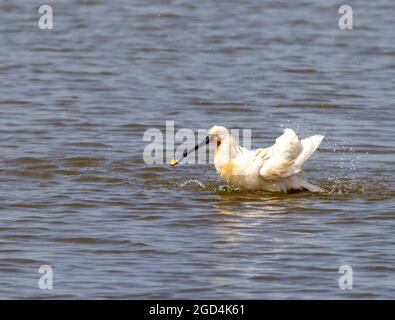 Préenage adulte de la spatule eurasienne (Platalea leucorodia) Banque D'Images