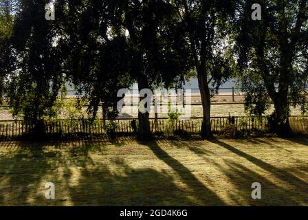 Le soleil du matin brille à travers les arbres et jette des ombres attrayantes sur la région de l'herbe, Norfolk, Angleterre Banque D'Images