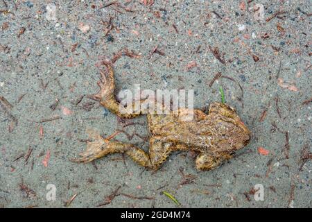 Grenouille qui a tué par une voiture sur une route Banque D'Images