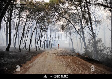 Bizerte, Tunisie. 10 août 2021. Deuxième jour de feu à la montagne d'Ennadhour à Bizerte (60 km au nord de Tunis) . les jeunes habitants de la région tentent de contrôler le feu avec leurs mains pour empêcher le feu de se propager à d'autres zones et pour minimiser les dégâts. Photo: Hasan mrad (Credit image: © Chokri Mahjoub/ZUMA Press Wire) Banque D'Images