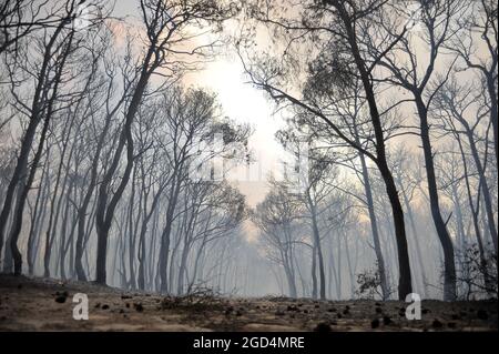 Bizerte, Tunisie. 10 août 2021. Deuxième jour de feu à la montagne d'Ennadhour à Bizerte (60 km au nord de Tunis) . les jeunes habitants de la région tentent de contrôler le feu avec leurs mains pour empêcher le feu de se propager à d'autres zones et pour minimiser les dégâts. Photo: Hasan mrad (Credit image: © Chokri Mahjoub/ZUMA Press Wire) Banque D'Images