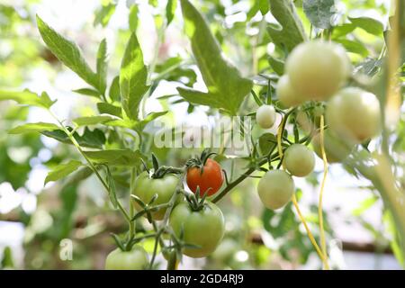 Tomates sur la brousse, tomates sur la branche de la tige mûrissant à des degrés variables de maturité du rouge au vert Banque D'Images