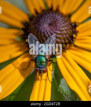 Wimbledon, Londres, Royaume-Uni. 11 août 2021. Une mouche verte commune, Lucilia sericata, avec un corps bleu-vert irisé, prend le nectar du centre d'une fleur jaune vif de Rudbeckia fulgida, ou fleur de Susan à yeux noirs. Crédit : Malcolm Park/Alay Live News. Banque D'Images