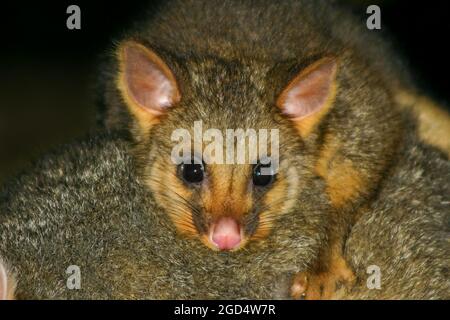 Gros plan de bébé australien très mignon Brushtail Possum sur le dos des mères Banque D'Images