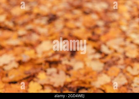 Les feuilles d'érable mouillées multicolores dorées couvrent la forêt d'automne ou stationnement Banque D'Images