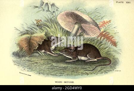 La souris à bois (Apodemus sylvaticus ici comme Mus sylvaticus) est un rongeur murin originaire d'Europe et d'Afrique du Nord-Ouest. Il est présent dans la plupart des pays d'Europe et est une espèce très commune et répandue, est commensal avec les gens et est parfois considéré comme un ravageur. Les autres noms communs sont la souris de champ à queue longue, la souris de champ, la souris de champ commune et la souris en bois européenne. Cette espèce est un vecteur potentiel connu de la séquence Dobrava de hantavirus qui affecte les humains et peut poser des risques graves pour la santé humaine. D'après le livre ' A Hand-book to the British mammalia ' de Richard Lydekker, 1849-1915 Publisi