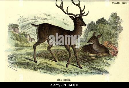 Le cerf rouge (Cervus elaphus) est l'une des plus grandes espèces de cerfs. Un cerf rouge mâle est appelé un cerf ou hart, et une femelle est appelée un Hind. Le cerf rouge habite la plupart de l'Europe, du livre « A Hand-book to the British mammalia » de Richard Lydekker, 1849-1915 publié à Londres, par Edward Lloyd en 1896 Banque D'Images