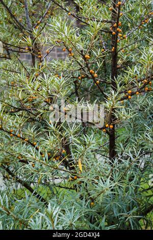 Hippophae est un genre d'argoustons de mer, d'arbustes décidus de la famille des Elaeagnacées. On parle aussi de sandthorn, de sallothorn ou de séaberry. Moi Banque D'Images