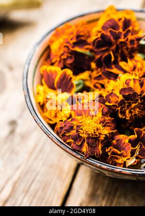 Marigolds fraîchement récoltés (Tagetes erecta) dans un bol prêt à sécher. Mise au point sélective. Faible profondeur de champ. Banque D'Images