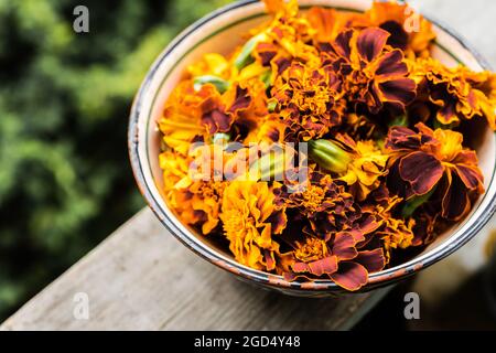 Marigolds fraîchement récoltés (Tagetes erecta) dans un bol prêt à sécher. Mise au point sélective. Faible profondeur de champ. Banque D'Images