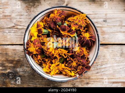 Marigolds fraîchement récoltés (Tagetes erecta) dans un bol prêt à sécher. Mise au point sélective. Faible profondeur de champ. Banque D'Images