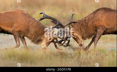 Gros plan des combats de cerfs rouges pendant la saison des rutting au Royaume-Uni. Banque D'Images