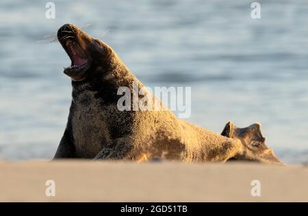 Un mâle adulte, le phoque gris (Halichoerus grypus) bâillant, Norfolk Banque D'Images