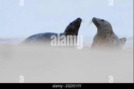 Une paire de phoques gris (Halichoerus grypus), Norfolk Banque D'Images