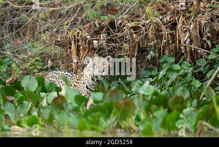 Gros plan d'une Jaguar sur une rive de rivière dans un habitat naturel, Pantanal, Brésil. Banque D'Images