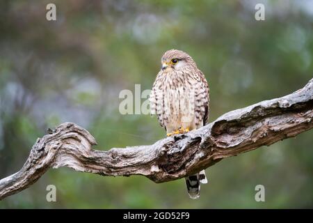 Gros plan d'un kestrel commun perché sur une branche d'arbre, Royaume-Uni. Banque D'Images