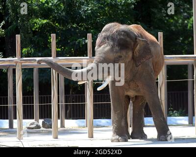 Non exclusif: KIEV, UKRAINE - 8 AOÛT 2021 - Khoras l'éléphant vit dans le zoo de Kiev, Kiev, capitale de l'Ukraine. Banque D'Images