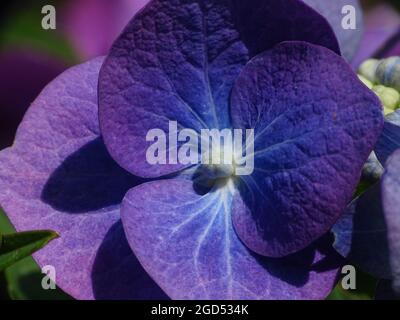 macro d'une fleur bleue de l'hortensia, aux couleurs rose, lilas et bleue Banque D'Images