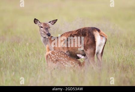 Gros plan d'un cerf rouge qui nourrit un veau dans la prairie en été, au Royaume-Uni. Banque D'Images